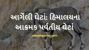 આર્ગેલી ઘેટાં: હિમાલયના આક્રમક પર્વતીય ઘેટાં