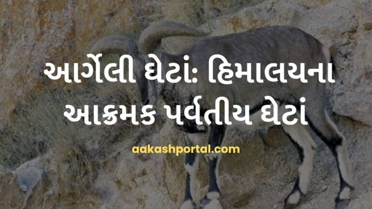 આર્ગેલી ઘેટાં: હિમાલયના આક્રમક પર્વતીય ઘેટાં