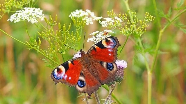 પતંગિયા જગત વિષે જાણવા જેવું